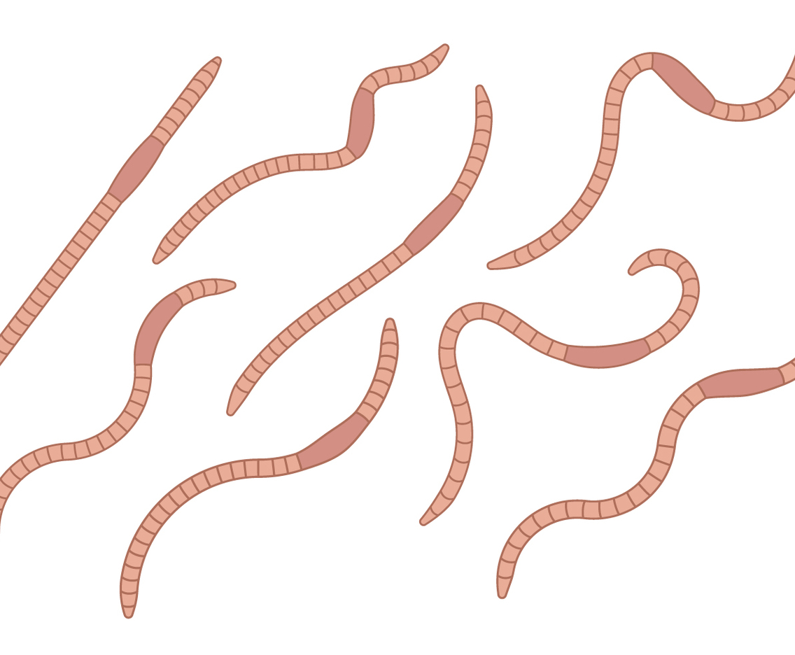 Earthworm Vector Set