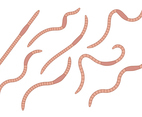 Earthworm Vector Set