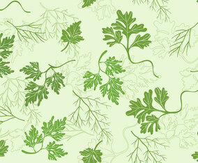 Cilantro Vector Set