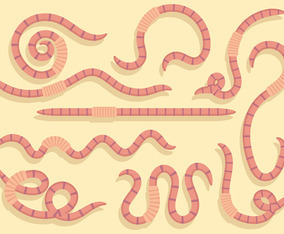 Free Earthworm Icons Vector