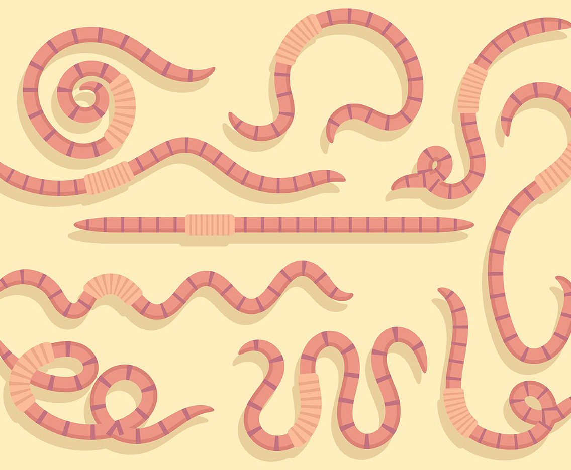 Free Earthworm Icons Vector