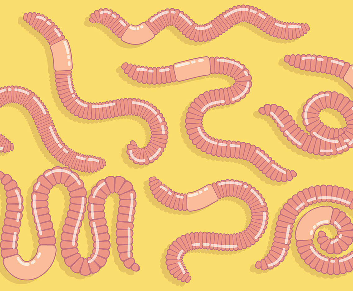 Free Earthworm Icons Vector
