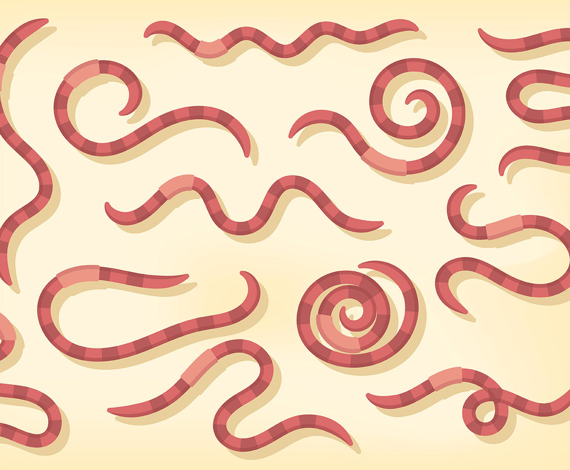 Free Earthworm Icons Vector