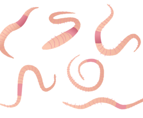 Earthworm Vector Set