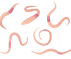 Earthworm Vector Set