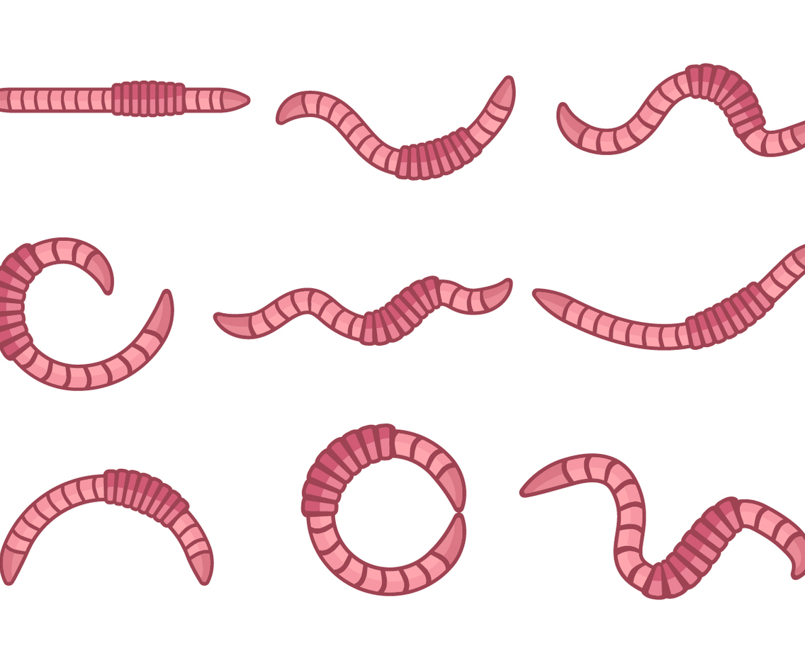Free Earthworm Animal Vector