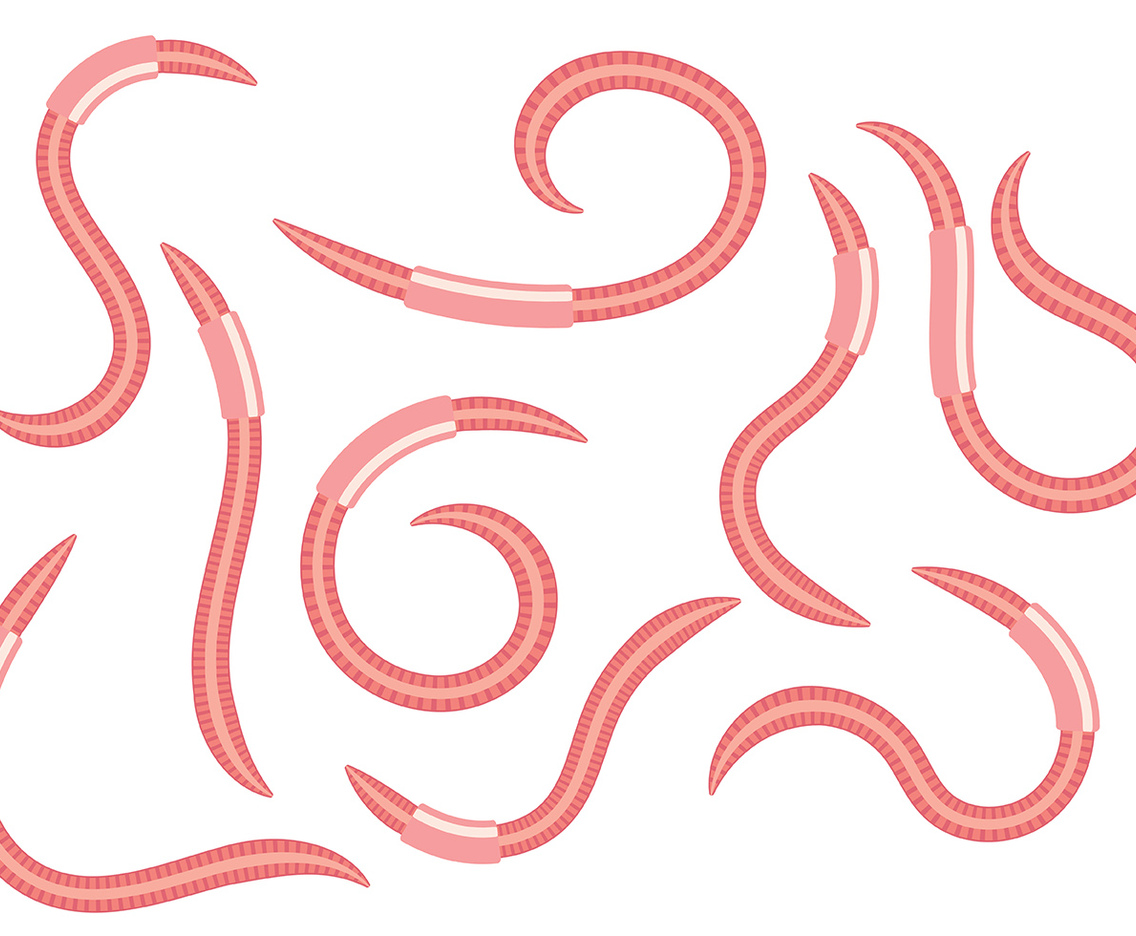 Earthworm Vector