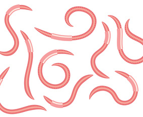 Earthworm Vector