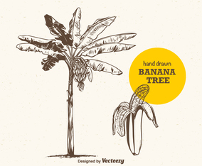 Free Vector Hand Drawn Banana Tree