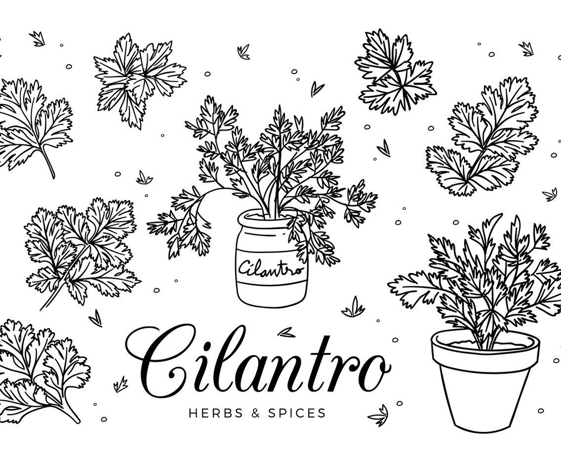 Cilantro Sketch Vector