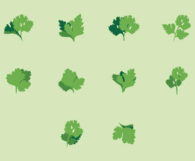 Cilantro Icon Set