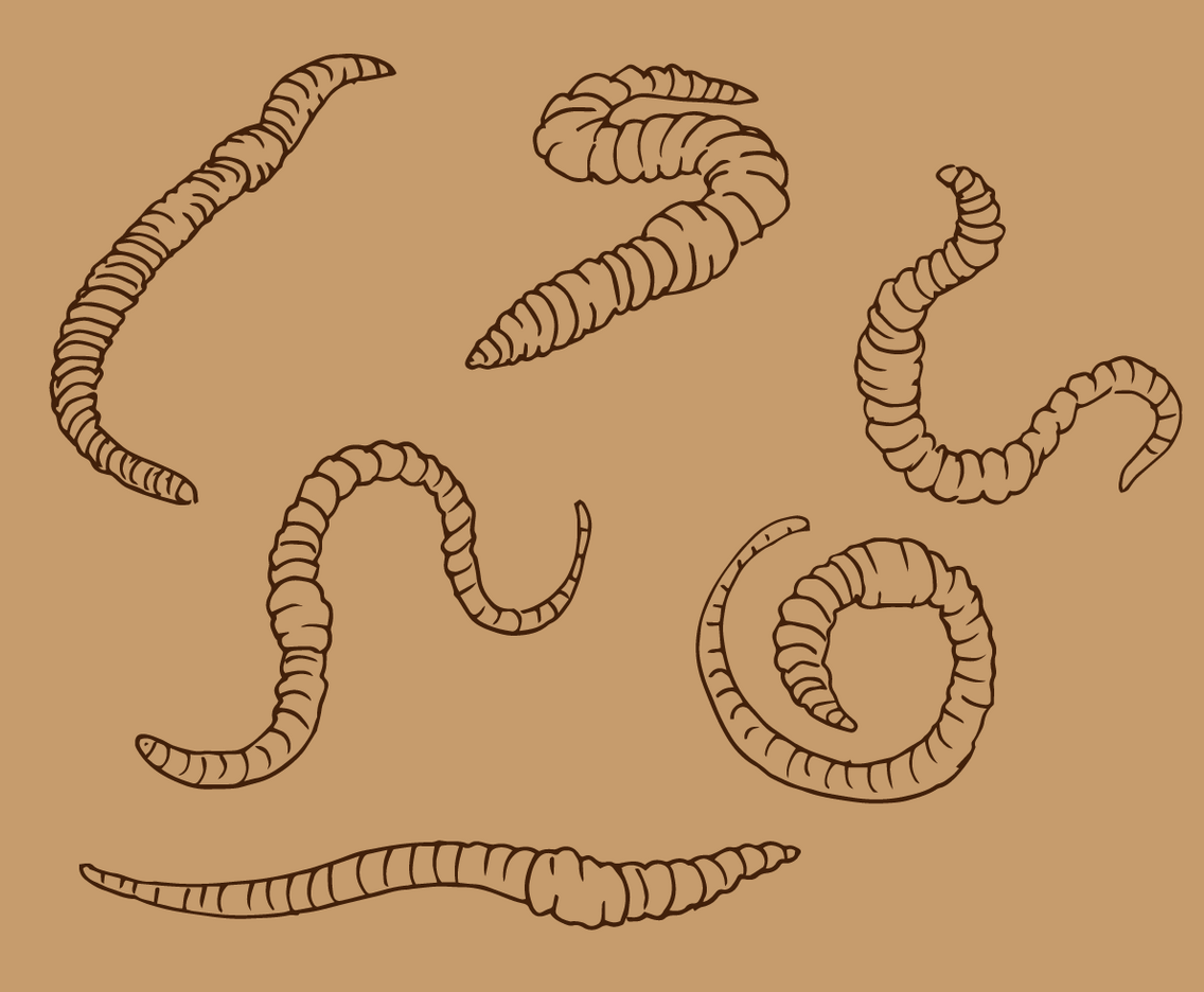 Earthworm Outline Vector