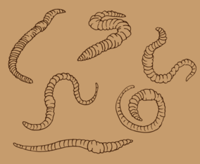 Earthworm Outline Vector