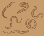 Earthworm Outline Vector