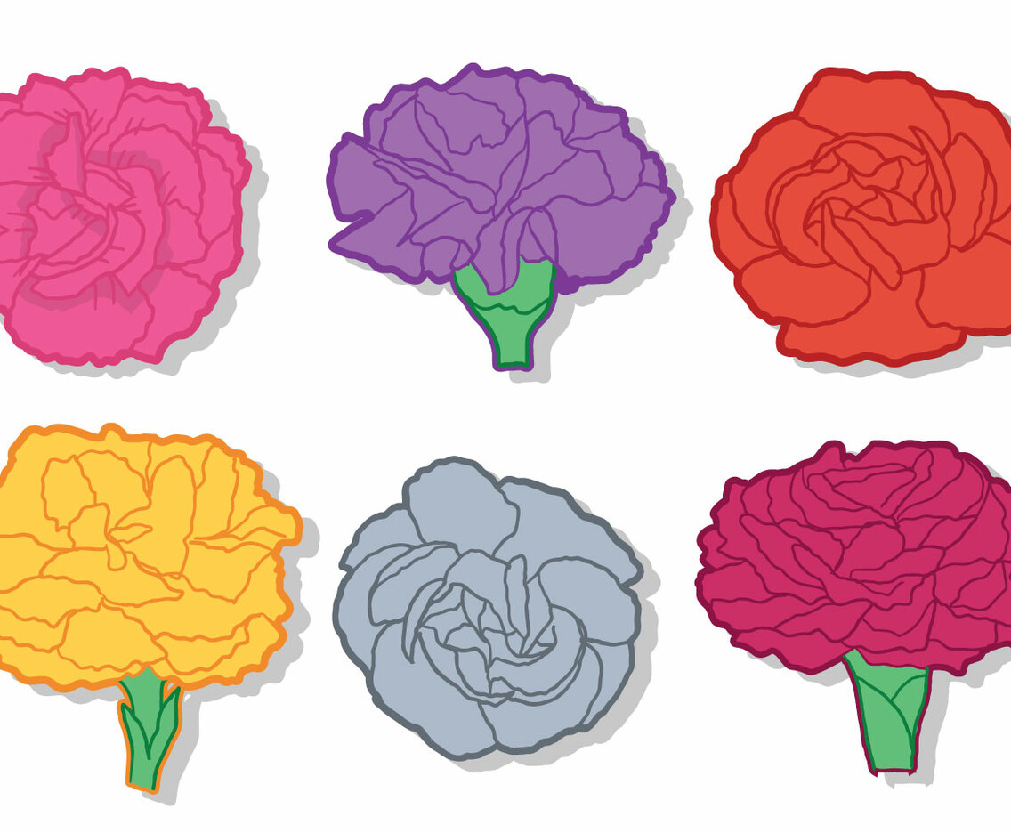 Carnation Vector