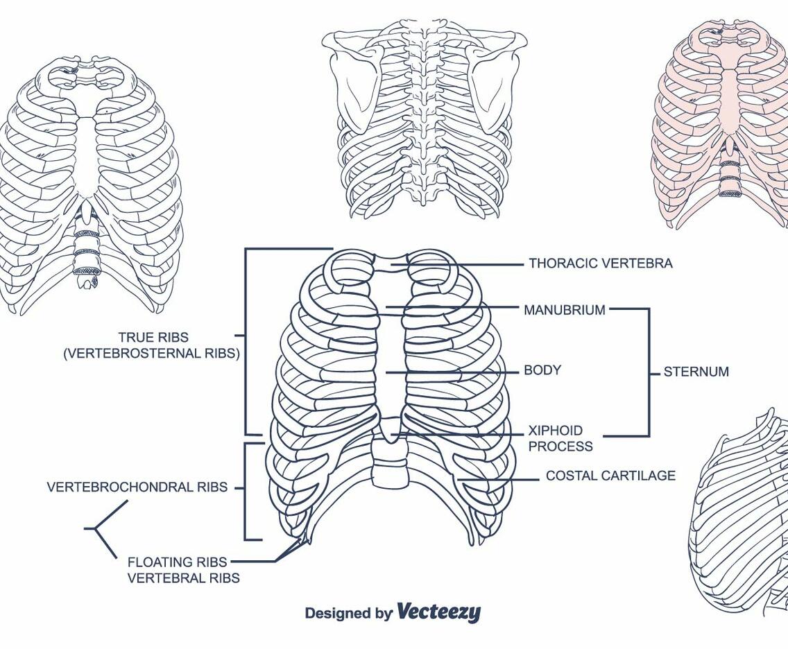 Rib Cage Vector
