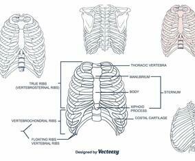 Rib Cage Vector