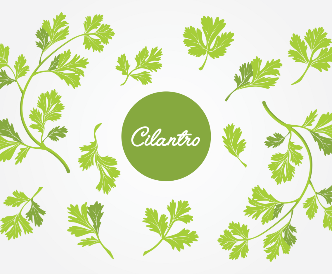 Set of Cilantro Leaf