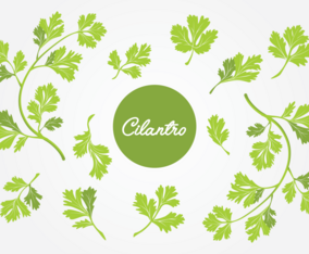 Set of Cilantro Leaf