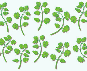 Cilantro Vector Herbs