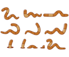 Earthworm Cartoons