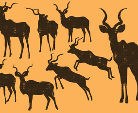 Kudu silhouette