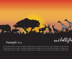 Animals Sunset