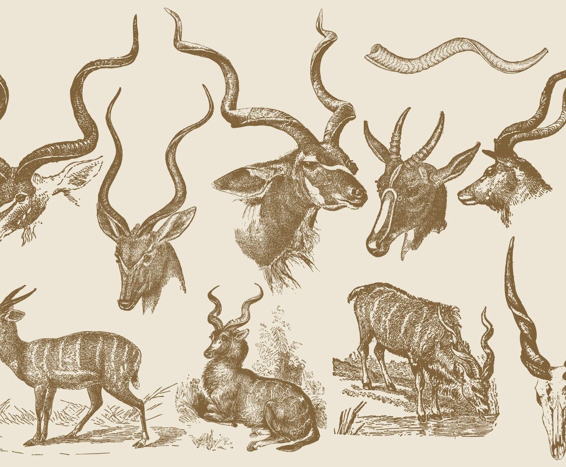Kudu Drawings