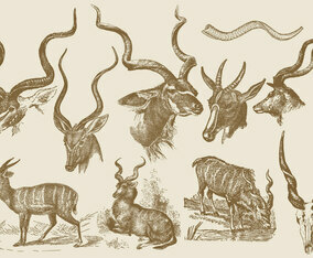 Kudu Drawings