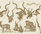Kudu Drawings