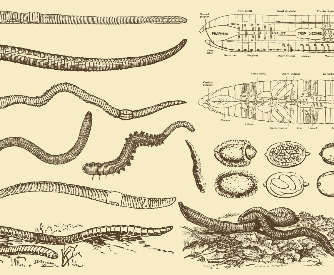 Earthworm Drawings