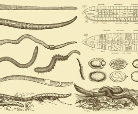 Earthworm Drawings