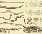 Earthworm Drawings