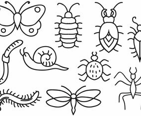 Free Insects Vectors