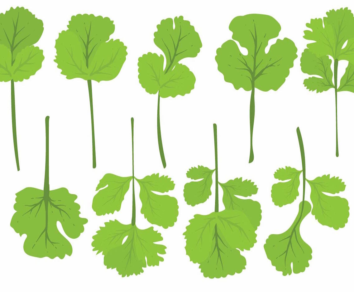 Flat Cilantro Leaf Set