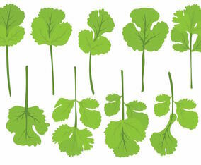 Flat Cilantro Leaf Set