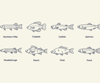 Free Fish Vector