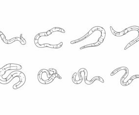 Free Hand Drawing Earthworm Vector