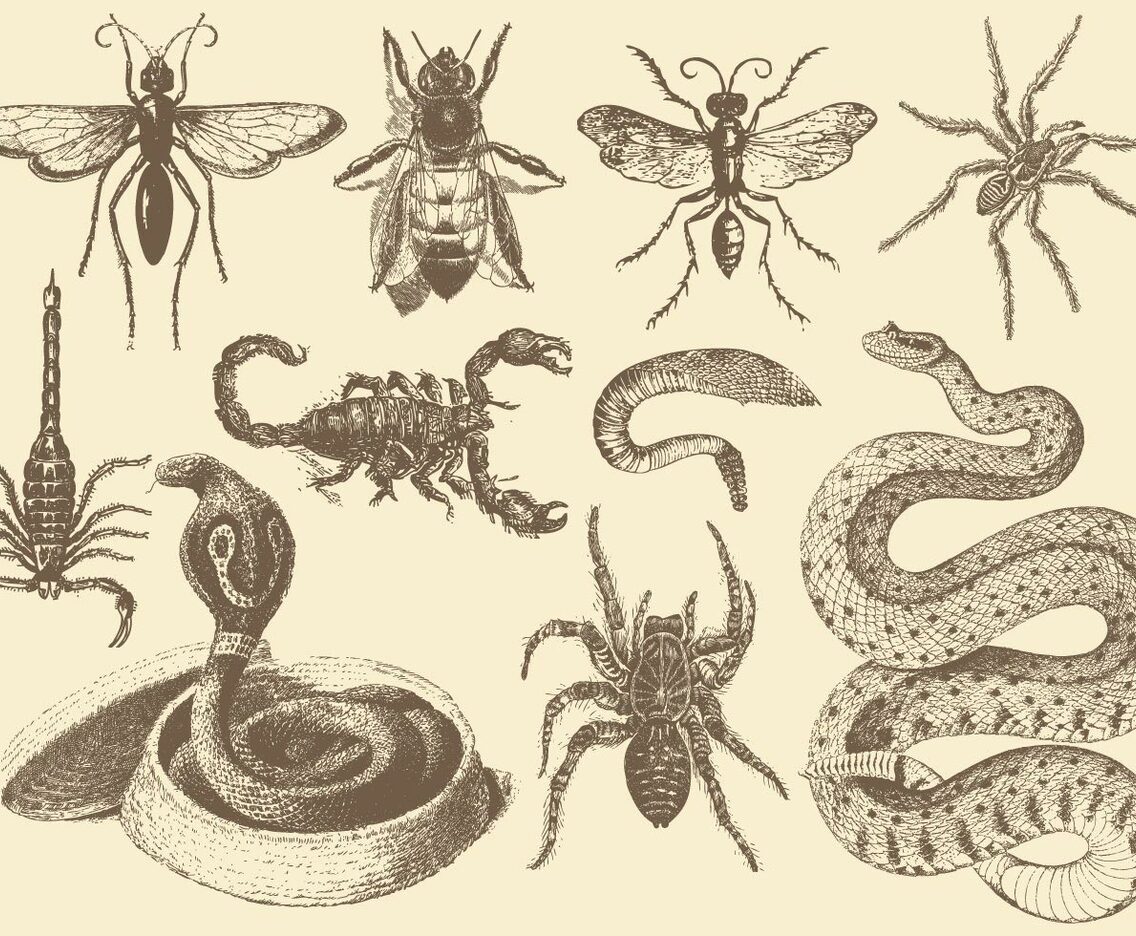 Venomous Animals