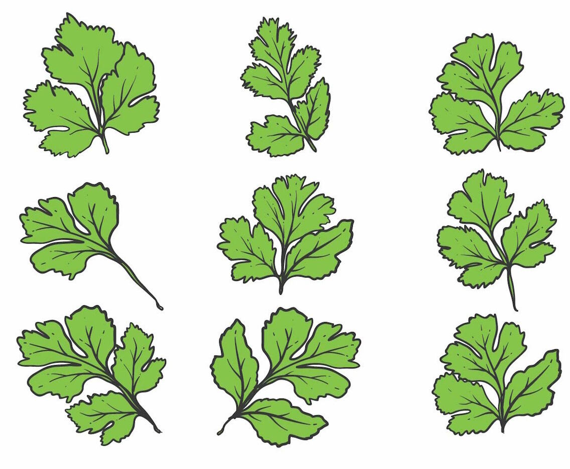 Hand Drawn Cilantro Icon Set