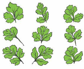 Hand Drawn Cilantro Icon Set