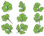 Hand Drawn Cilantro Icon Set
