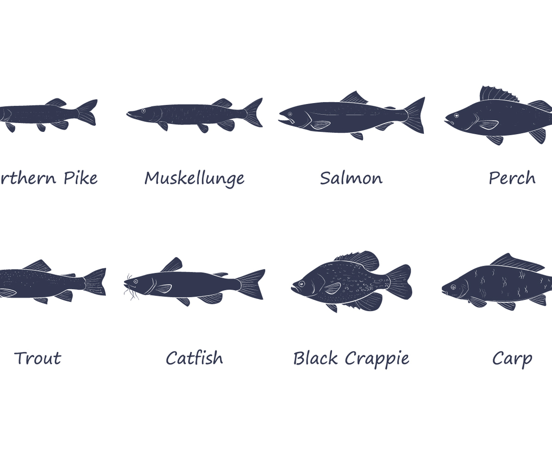 Free Fresh Water Fish Vector