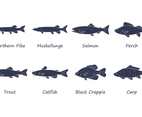 Free Fresh Water Fish Vector