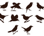 Nightingale Silhouettes Vector