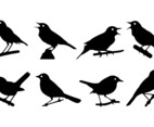 Nightingale Silhouettes Vector