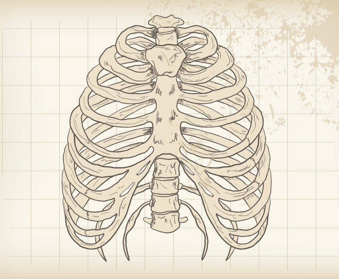 Grunge Rib Cage Vector