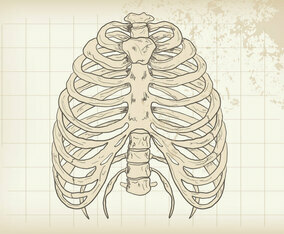 Grunge Rib Cage Vector