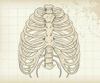 Grunge Rib Cage Vector