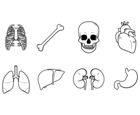 Free Human Internal Organs Vector